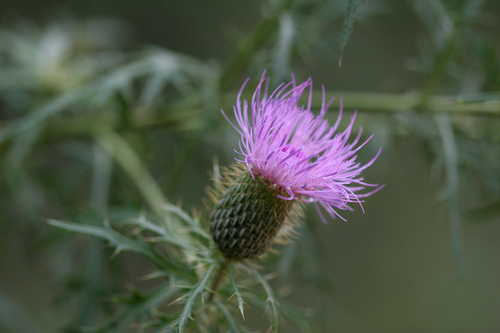 Cirsium discolor #5